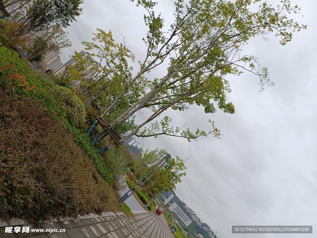 路边绿树 