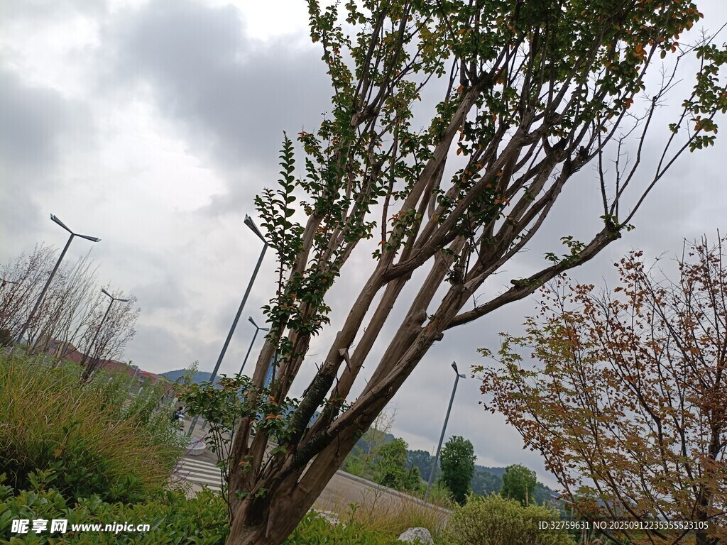 户外光秃树木与绿植景致