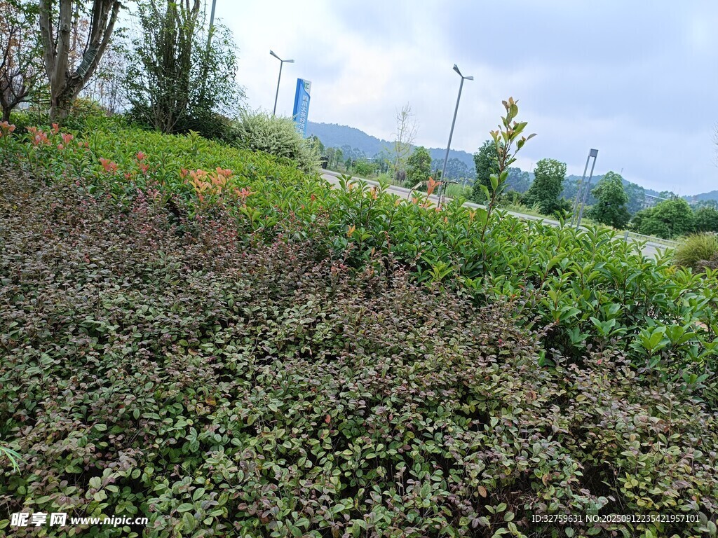 郊外绿植茂盛的自然风光