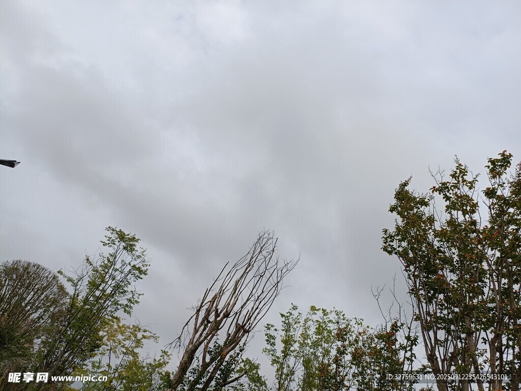 阴天中的树木与天空