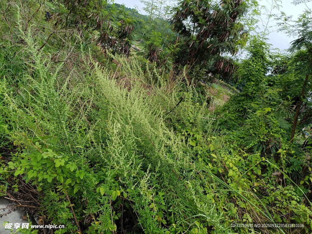 野外繁茂的绿色植物景观