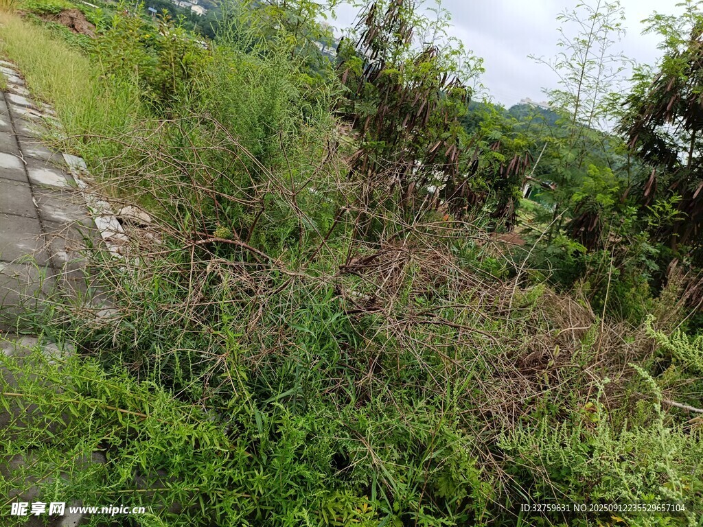 野外繁茂绿植景观