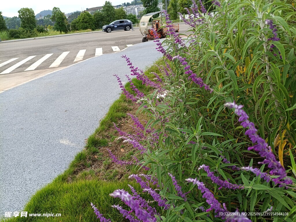 路边紫色花卉与绿植景观
