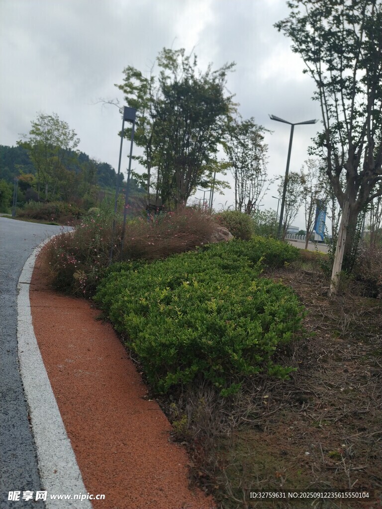 蜿蜒小路旁的绿植景观