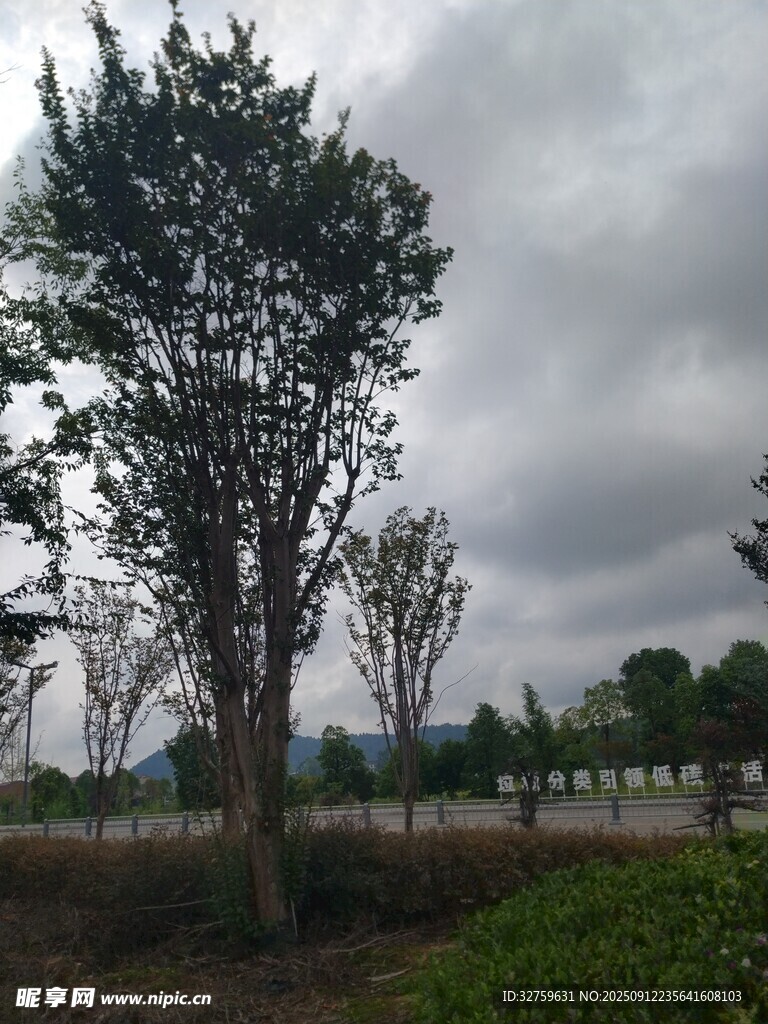 阴天中的树木景观