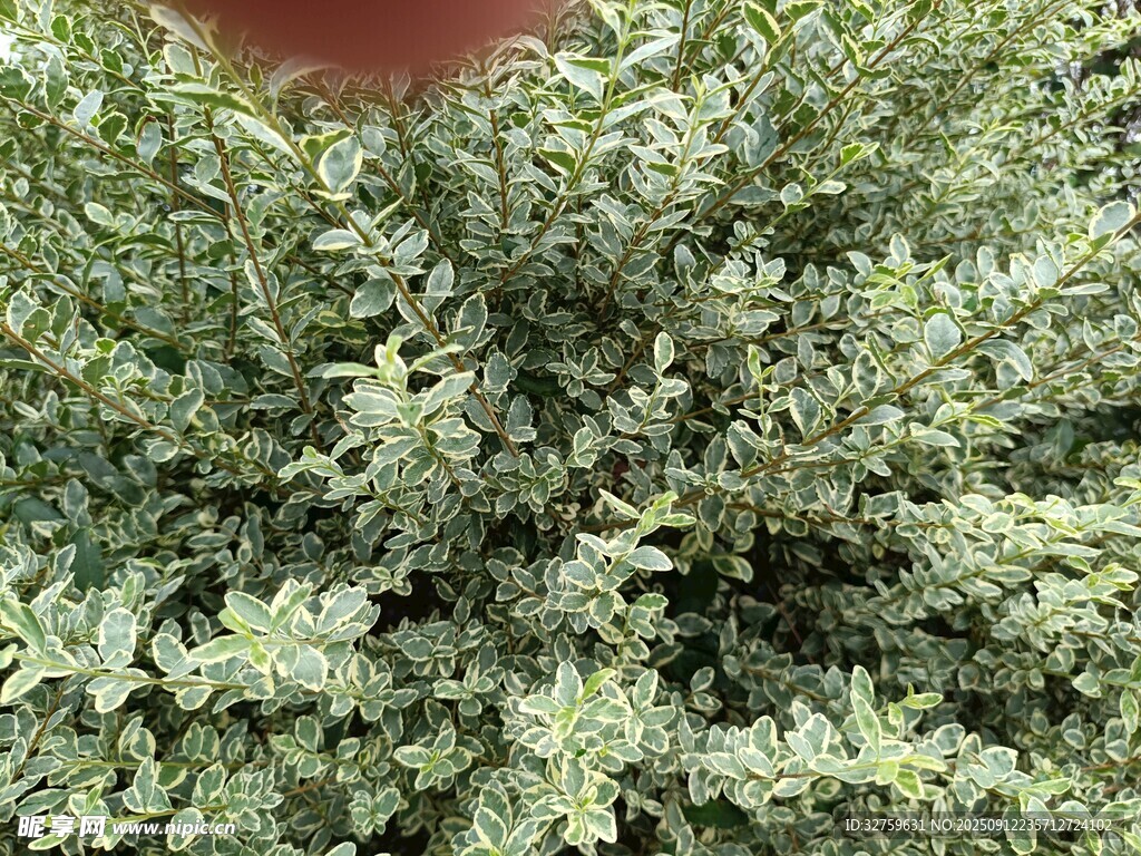茂密绿植特写