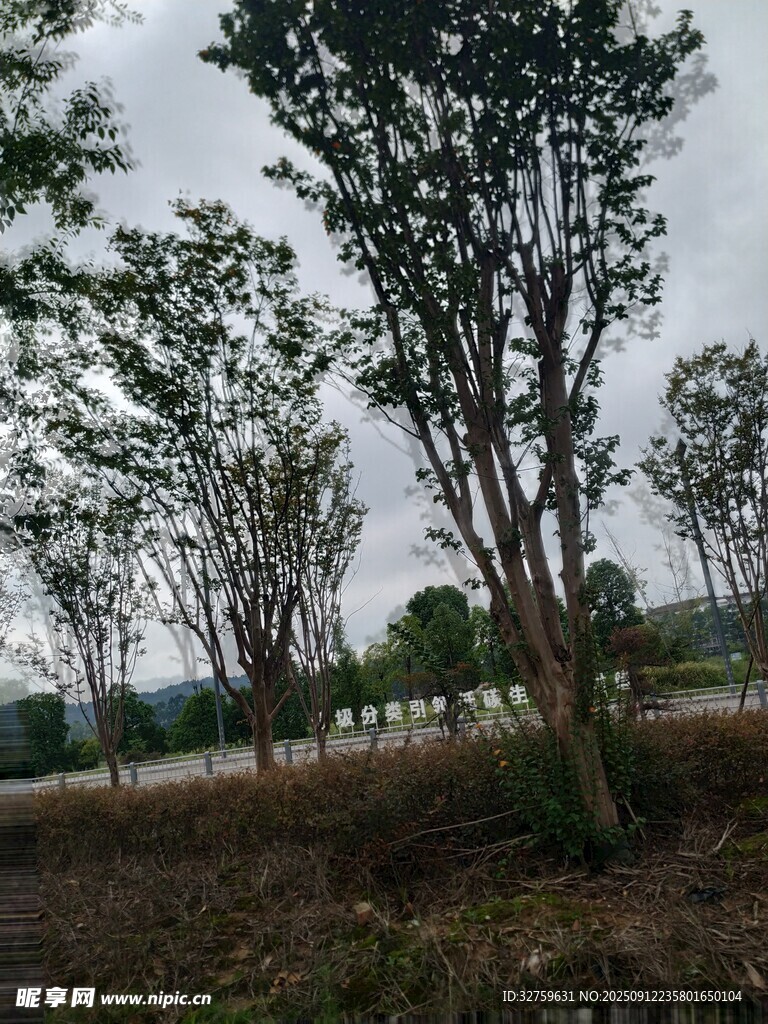 户外树林景观