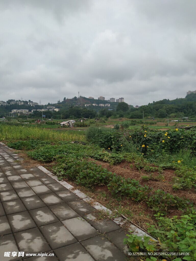 乡间砖径旁的绿意田园
