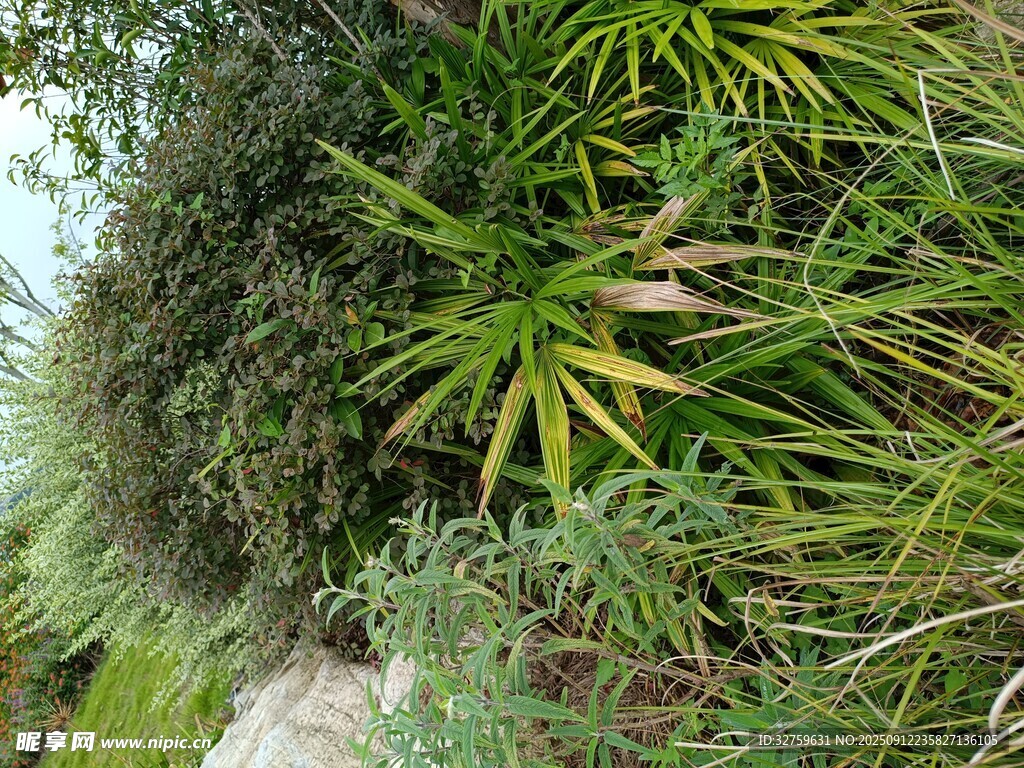 翠绿繁茂的多样植物景观