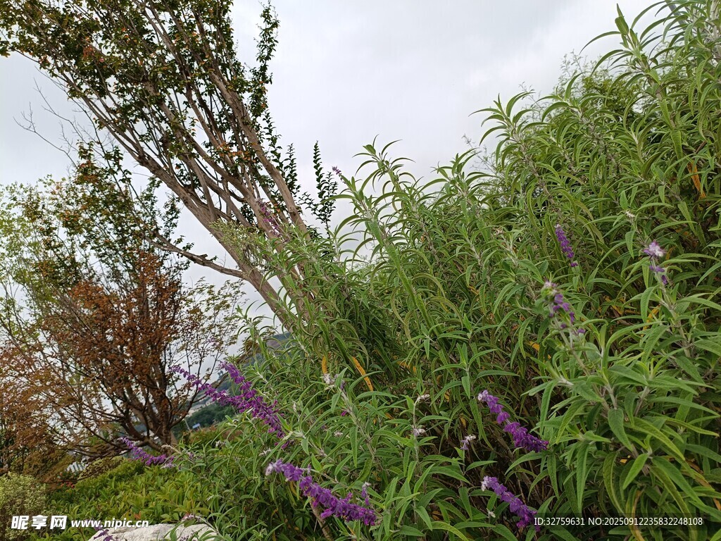 野外繁茂花草植物景观