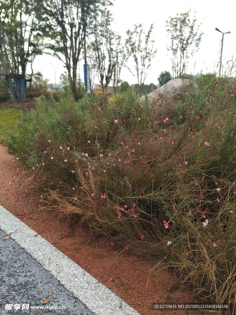 路边的绿植景观