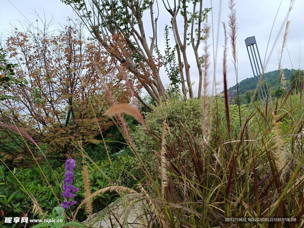 野外繁茂的植物景观