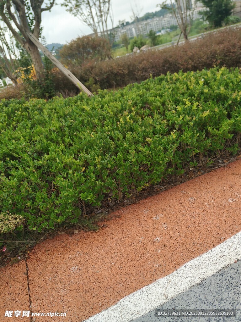 路边翠绿灌木丛景观