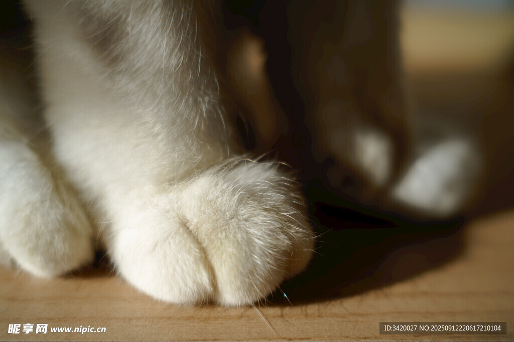 猫咪可爱小爪子特写