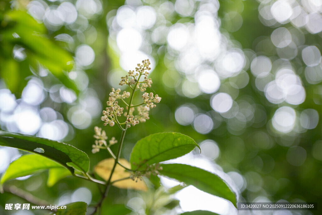 樟树花