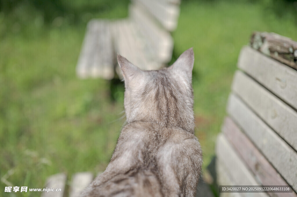 猫咪背对镜头望远处长椅