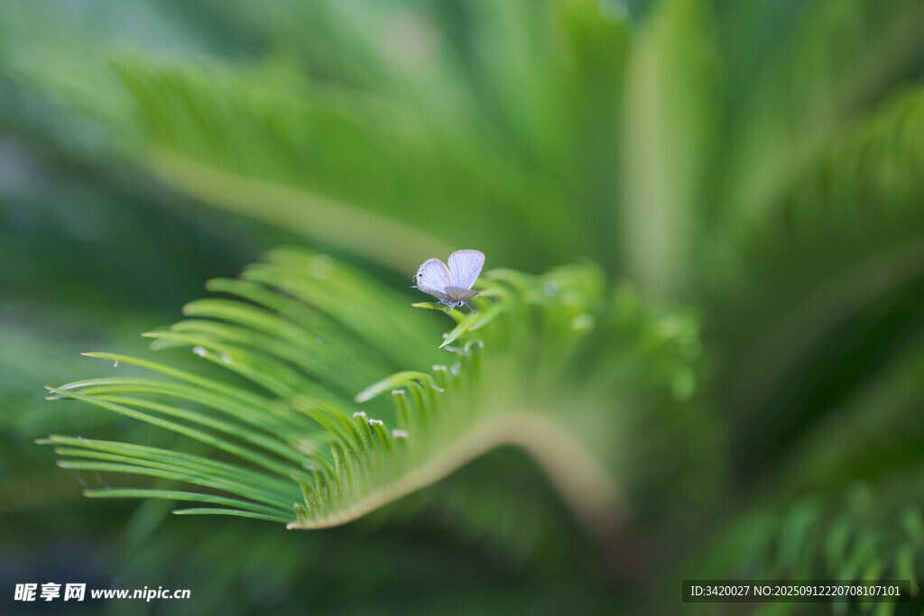绿叶上的晶莹小水珠