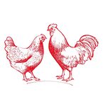 手绘公鸡母鸡图