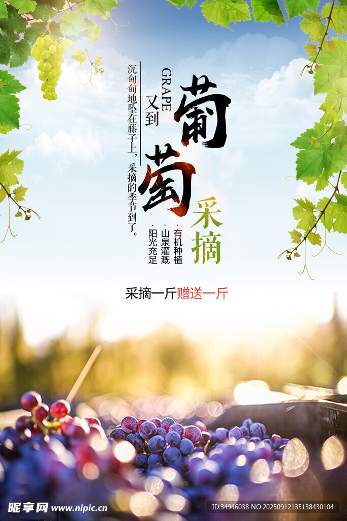 葡萄海报