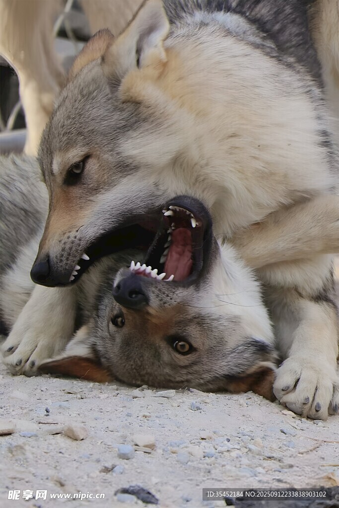 狼