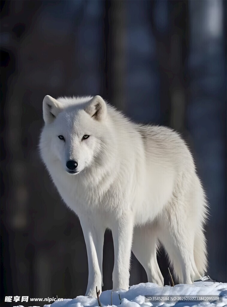 狼