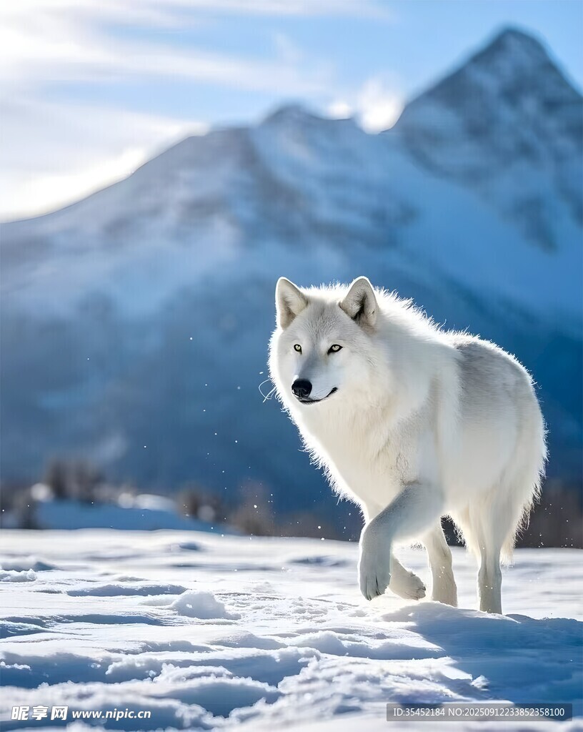 狼