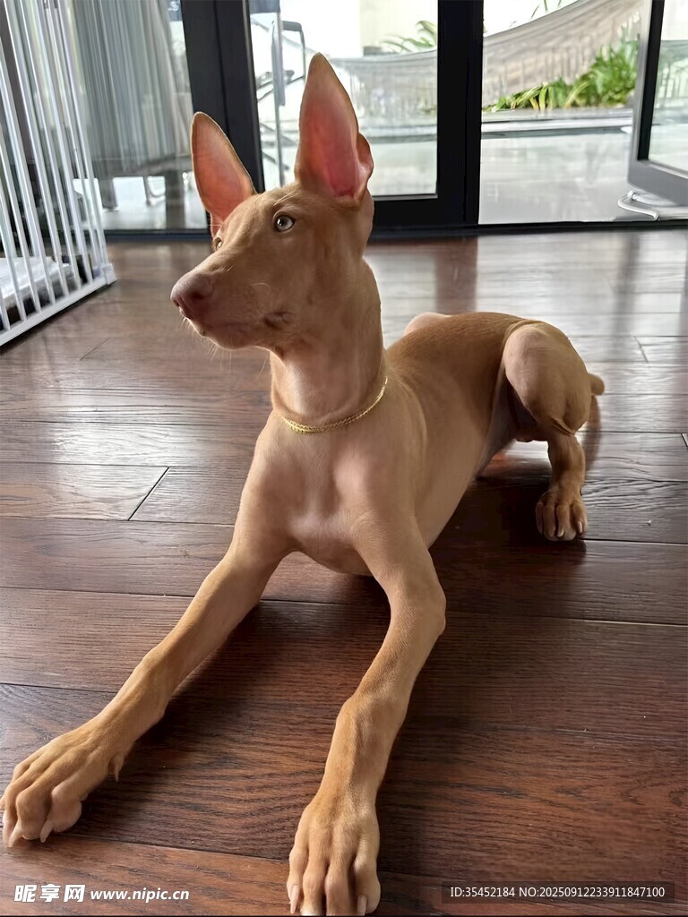 狗