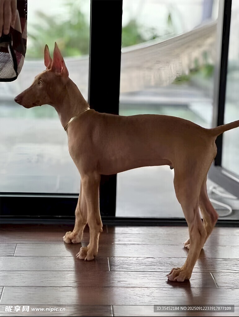 狗