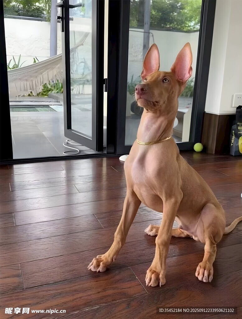 狗