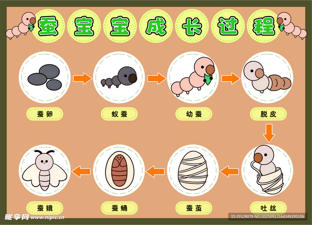 蚕宝宝成长过程
