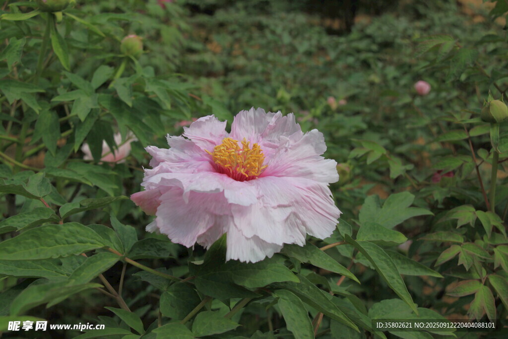 娇艳单朵粉色芙蓉花