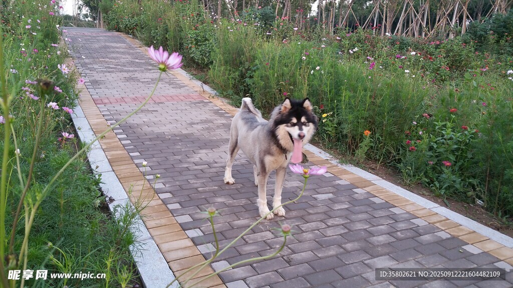 小路上的可爱狗狗
