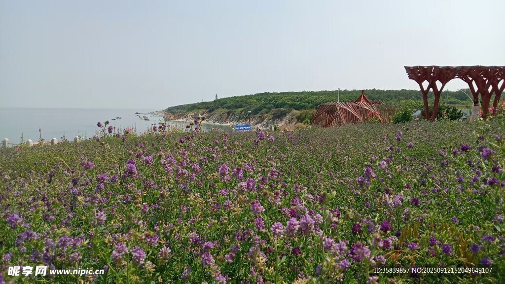 海边花海