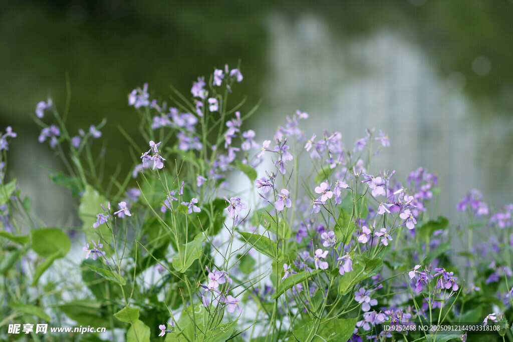 紫色小花