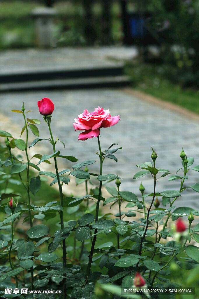 月季花 小径