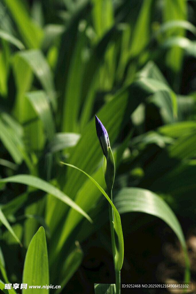 鸢尾 