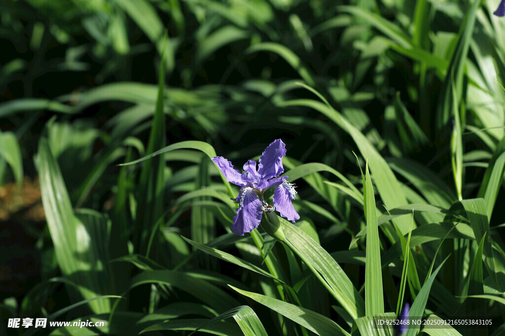 鸢尾花 