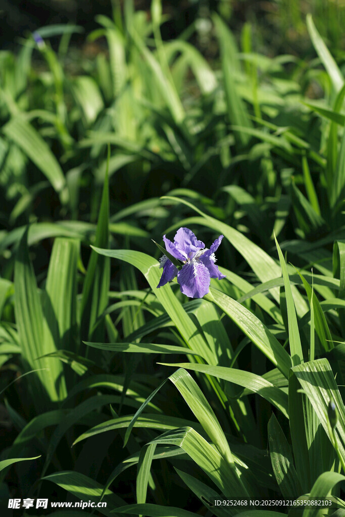 紫花蝶 
