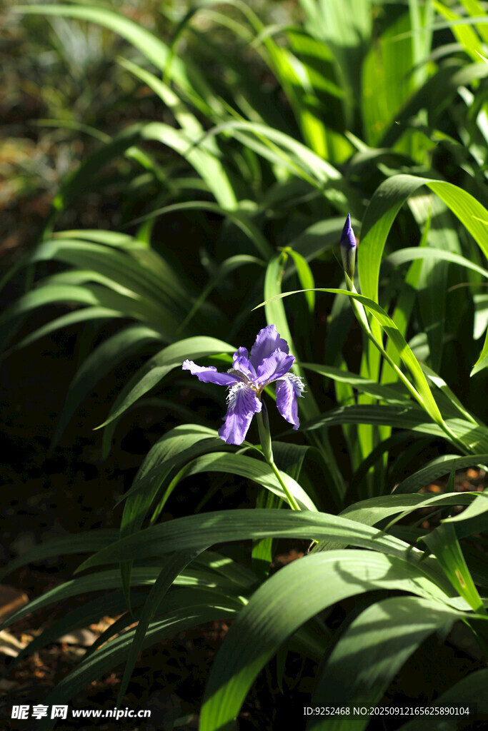  紫色小花