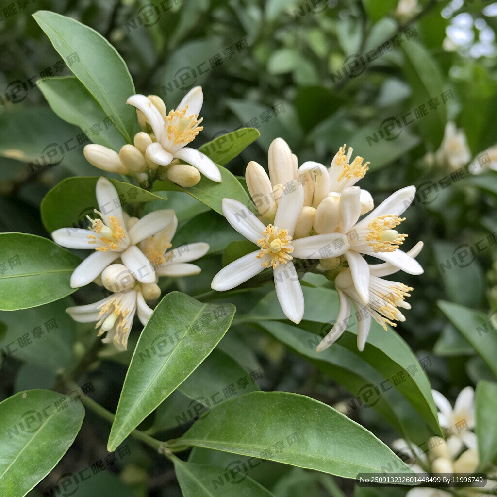 血橙开花