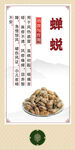 中药材 蝉蜕