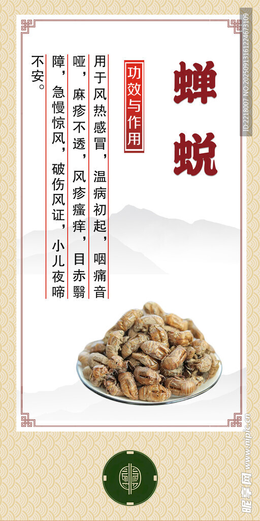 中药材 蝉蜕