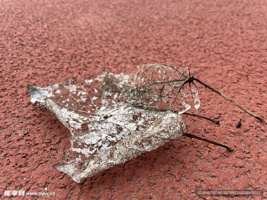 枯叶纹理
