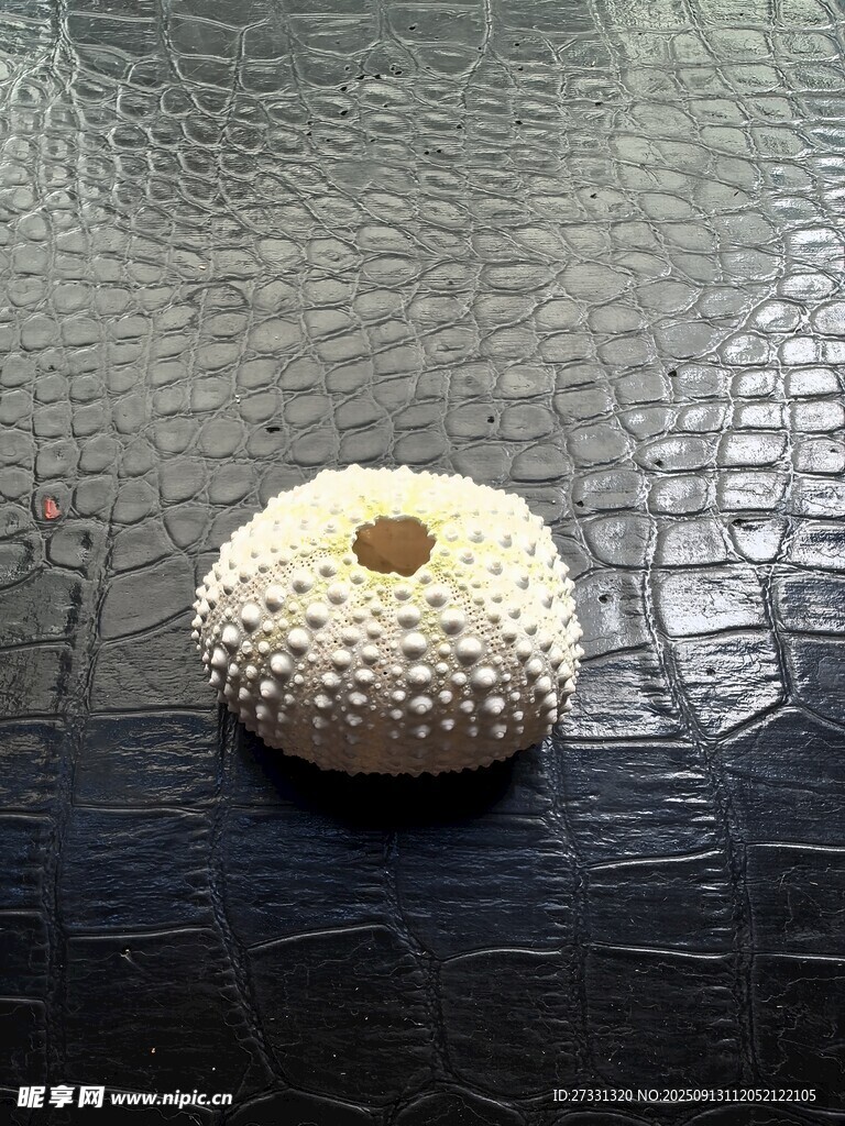 白色海胆壳摆件特写