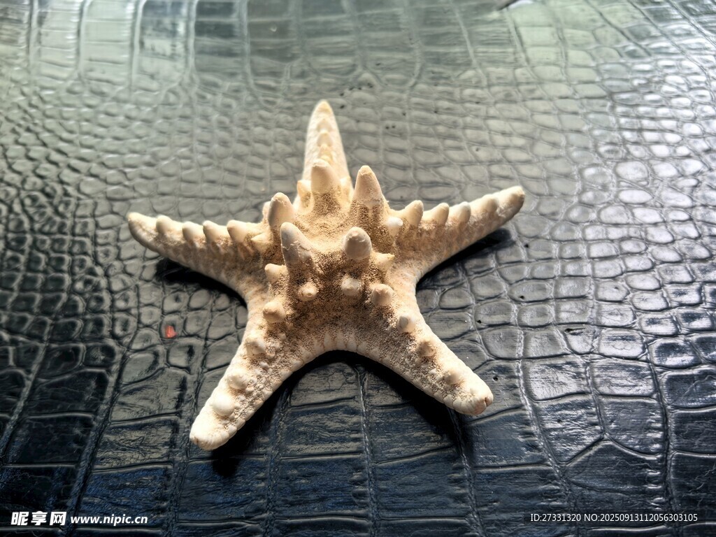 海星摆件