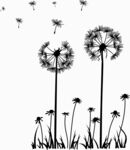 黑白蒲公英剪影艺术画面