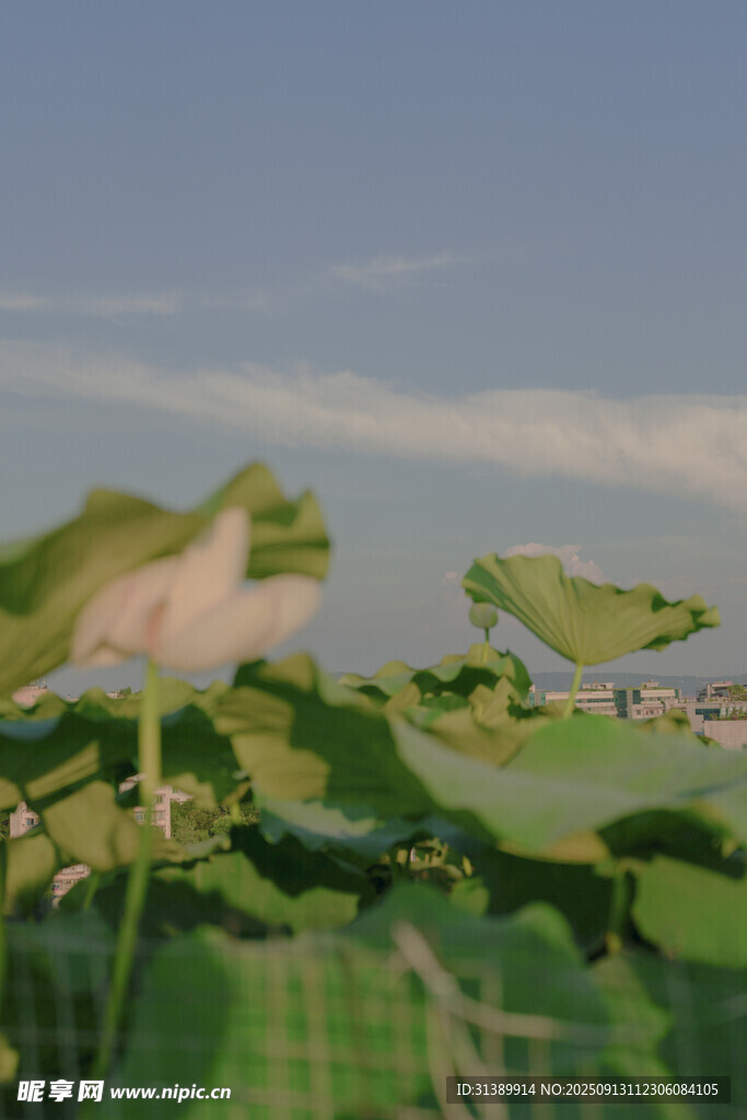 绿叶蓝天间的清新景致
