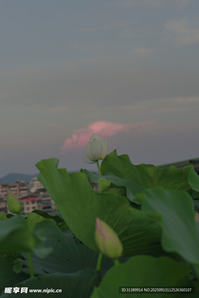 荷塘暮色中的粉嫩云彩