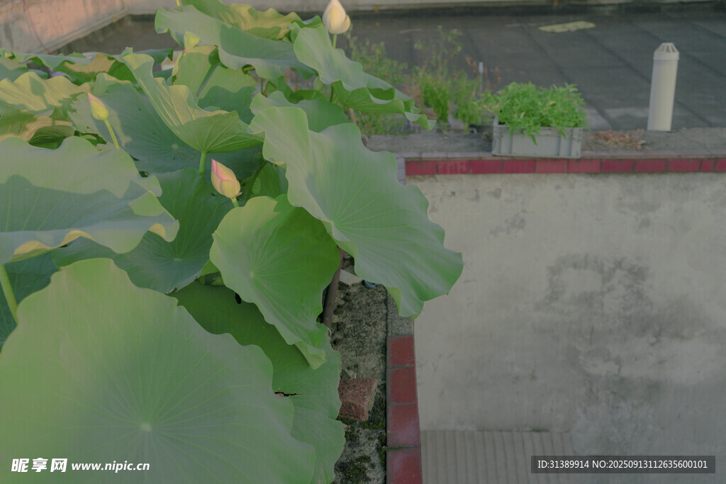 绿叶植物特写