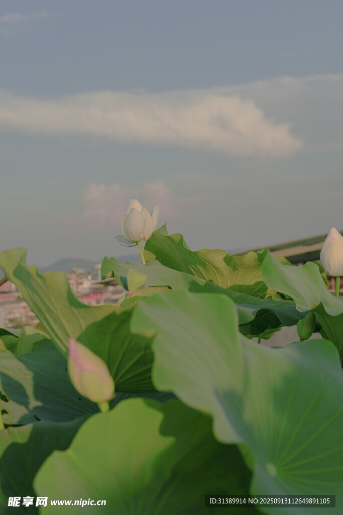 夏日荷塘美景